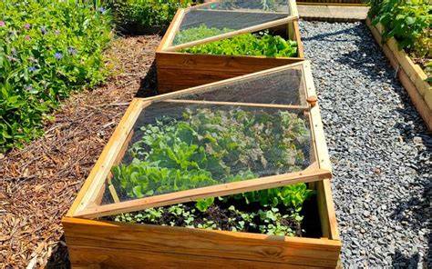 Sélection de légumes adaptés à la culture en bac