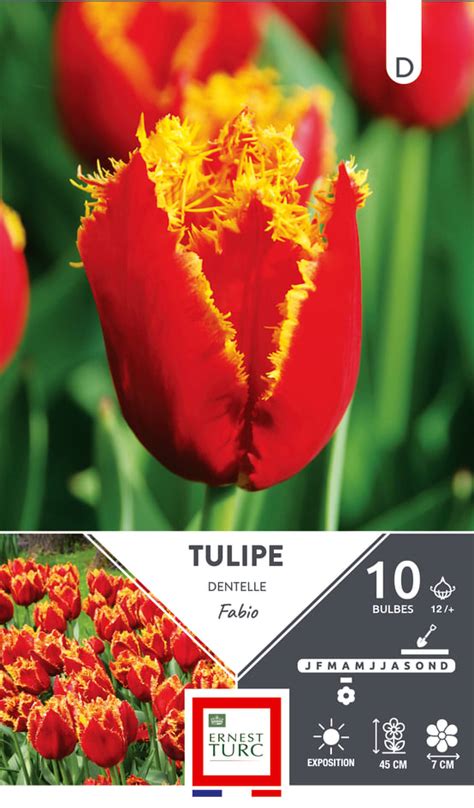 Tulipe 'Fabio' avec ses bords frangés