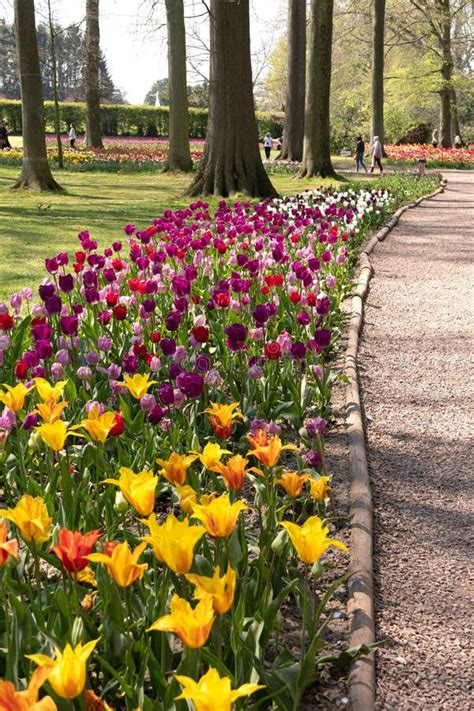 Massif de tulipes dentelle colorées