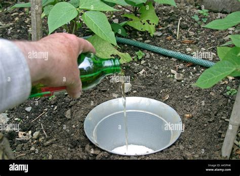 un piège à limaces avec de la bière dans un jardin