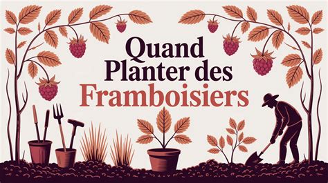 Tableau des variétés de framboisiers et leurs périodes de récolte