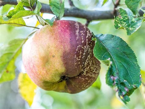 Fruits de pommier atteints de moniliose