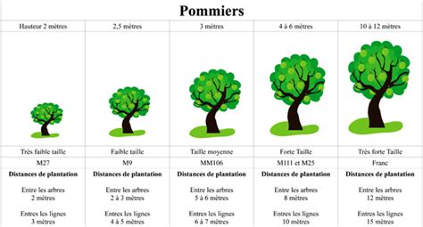 Comparaison des tailles de pommiers selon le porte-greffe