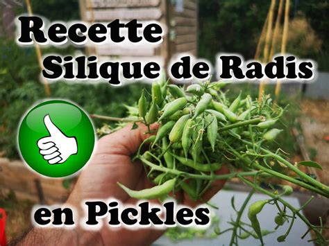 Siliques de radis prêtes à être récoltées