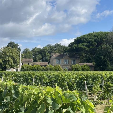 Vignoble paillé pour le contrôle des adventices