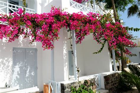 Bougainvillier grimpant sur une treille en bois