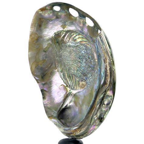 Coquille d'ormeau irisée