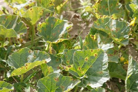 Feuilles de lierre présentant des taches brunes dues à l'anthracnose