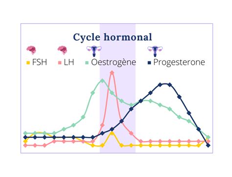 Schéma des hormones et du cycle du sommeil