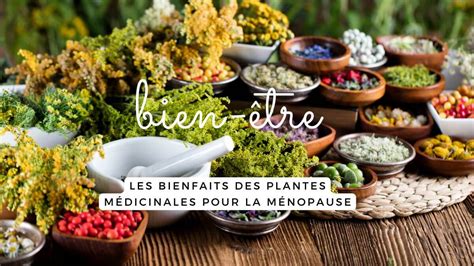 Mélange de plantes médicinales pour la ménopause