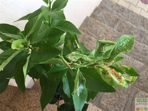 feuilles de citronnier recroquevillées sous l'effet des pucerons