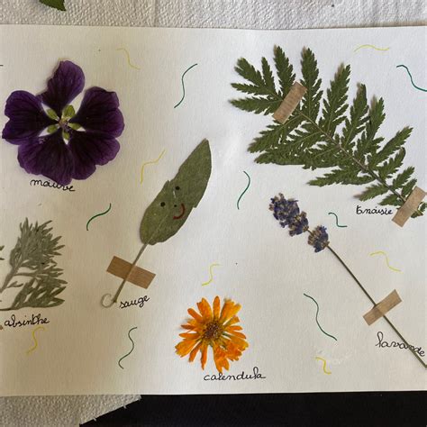 Enfants faisant un herbier