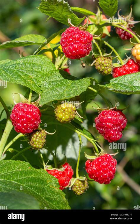 Framboises mûres sur un framboisier