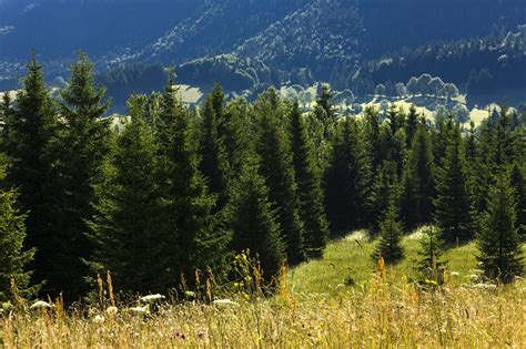Arbres d'épicéa dans une forêt de montagne
