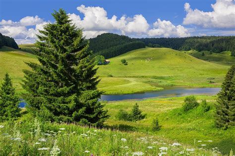 Paysage forestier du Jura