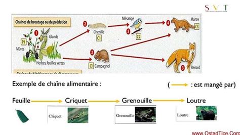 Schéma de la chaîne alimentaire dans un jardin naturel