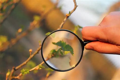 Un botaniste sur le terrain, observant des plantes avec une loupe