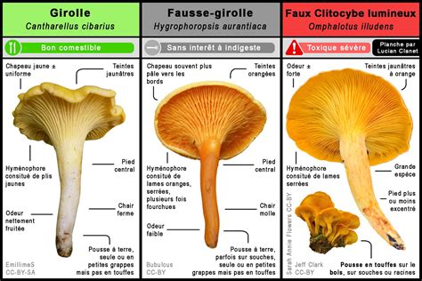 Tableau comparatif des caractéristiques de la girolle et de ses sosies toxiques