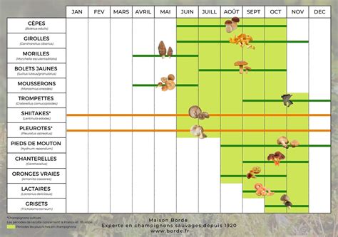 Calendrier des saisons de récolte des principaux champignons comestibles
