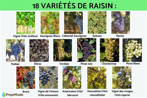 Illustration de diverses variétés de Reine-Marguerite
