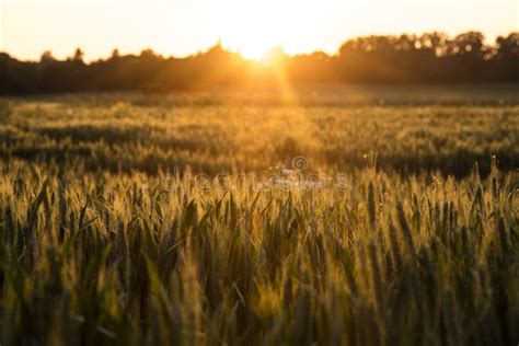 Champ de blé tendre au lever du soleil