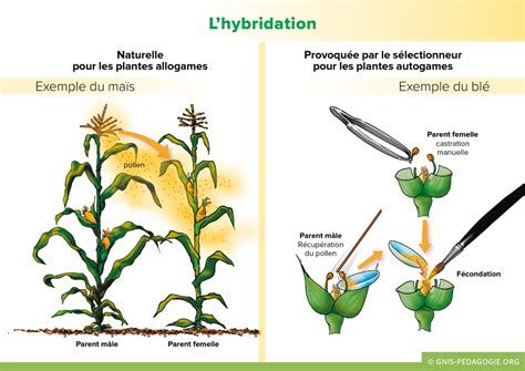 Diagramme des étapes de l'hybridation du blé