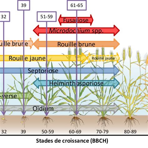 Schéma des maladies courantes du blé
