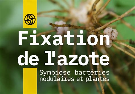 Infographie sur les plantes fixatrices d'azote