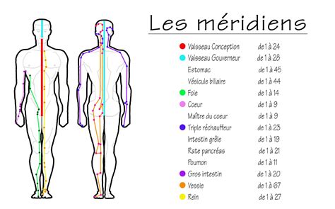 Carte des méridiens du corps humain adaptée à la stimulation par percussion
