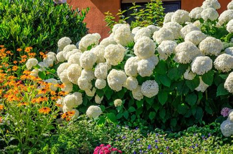 Schéma comparatif montrant les différentes variétés d'hortensias : hortensia paysan, hortensia boule de neige et leurs versions artificielles correspondantes