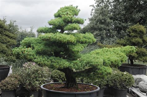 Bonsaï de pin blanc du Japon dans un pot élégant