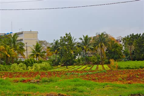 Photographie d'un jardin urbain à Cuba (organopónico)