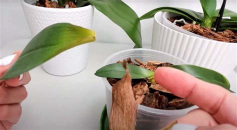 une orchidée Phalaenopsis fatiguée aux feuilles ramollies à côté d'une pomme de terre crue