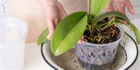 schéma de l'exposition idéale pour une orchidée près d'une fenêtre avec un voilage