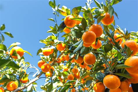 Mandarine Satsuma sur un arbre