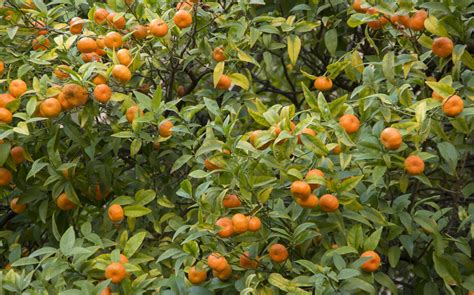 Fleurs de mandarinier Satsuma