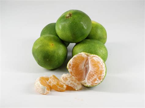 Mandarines Satsuma fraîchement cueillies