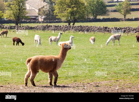 alpagas pâturant dans un champ