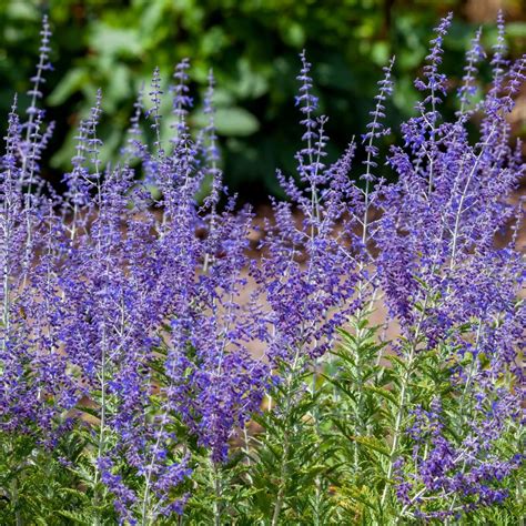 Plantes aux fleurs bleues, vertes et violettes