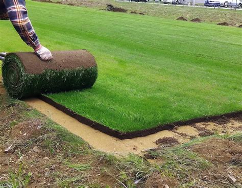 Installation de gazon en rouleau sur un terrain préparé
