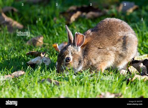 Lapin mangeant de l'herbe dans un jardin