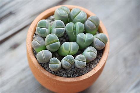 Plantes Lithops ressemblant à des cailloux