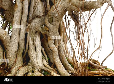 Ficus microcarpa dans son habitat naturel avec racines aériennes