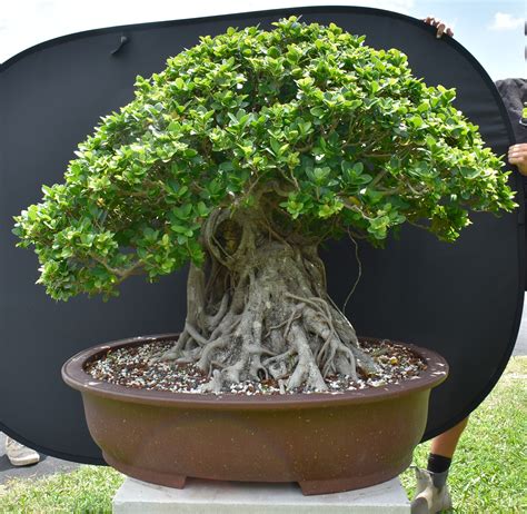 Ficus microcarpa bonsaï près d'une fenêtre lumineuse