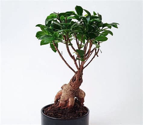 Schéma d'emplacement idéal pour un bonsaï ficus microcarpa