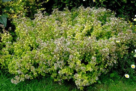 Plante d'origan en fleurs