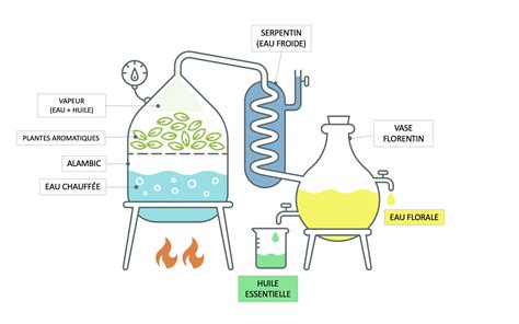 Schéma des actions des huiles essentielles sur les plantes