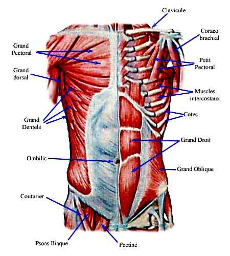 Schéma des muscles du tronc