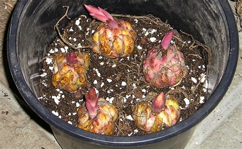 Planter des bulbes de lys