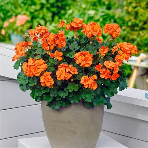 Illustration de géraniums oranges en pleine floraison
